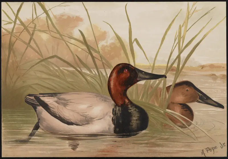 Die Kanadische Ente (Fuligula vallisneria) von Alexander Pope Jr.