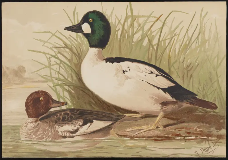 The golden-eye or whistler (Bucephala clangula) av Alexander Pope Jr.