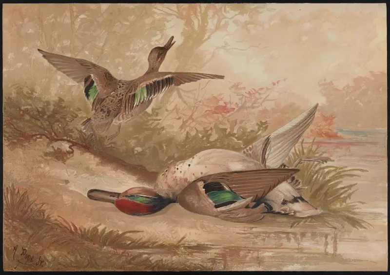 Die Grünflügelente (Querquedula carolinensis) von Alexander Pope Jr.