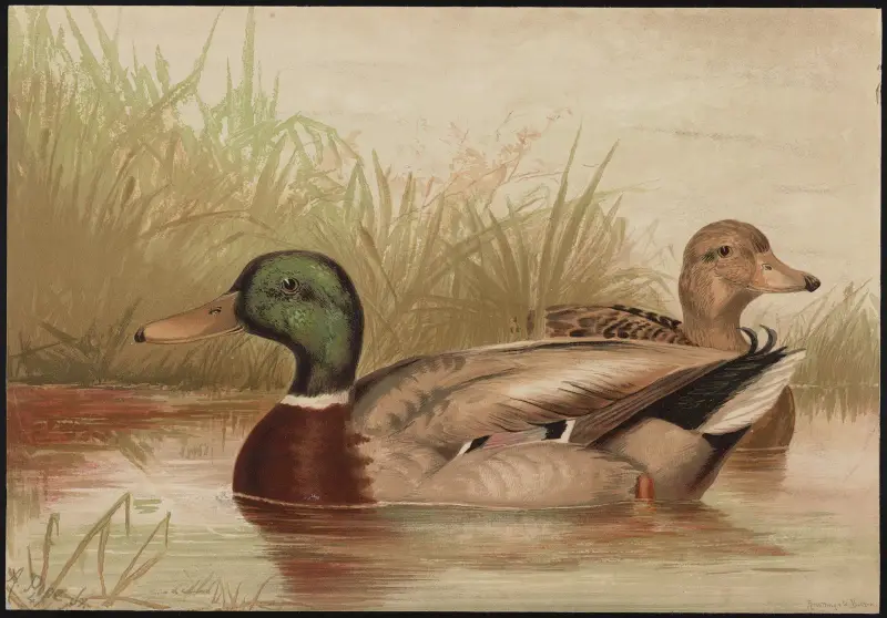 Stockente (Anas boschas) von Alexander Pope Jr.