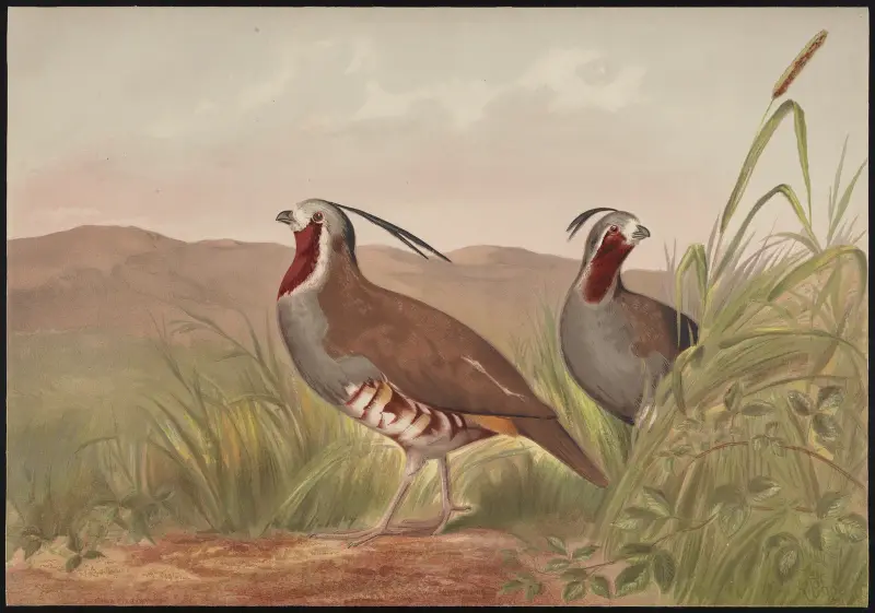 Die Bergwachtel (Oreortyx pictus) von Alexander Pope Jr.