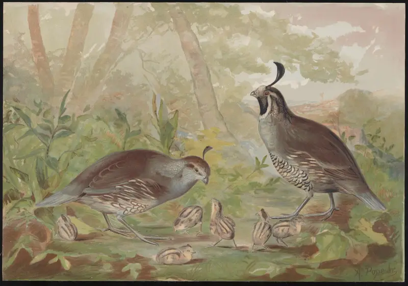 Die Talwachtel (The valley quail) von Alexander Pope Jr.