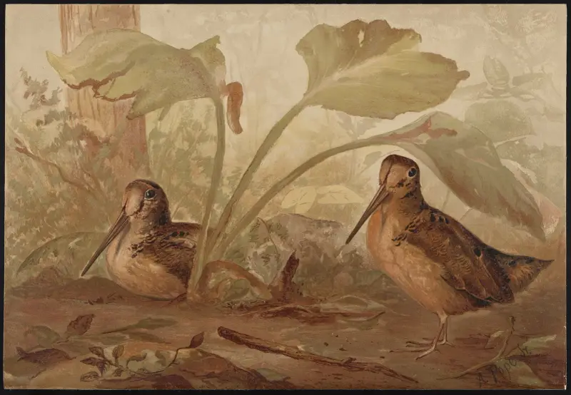 Słonka (Philohela minor), Alexander Pope Jr.