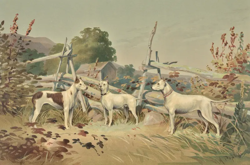 Three standing white dogs with cropped ears, one with liver spots av Alexander Pope Jr.