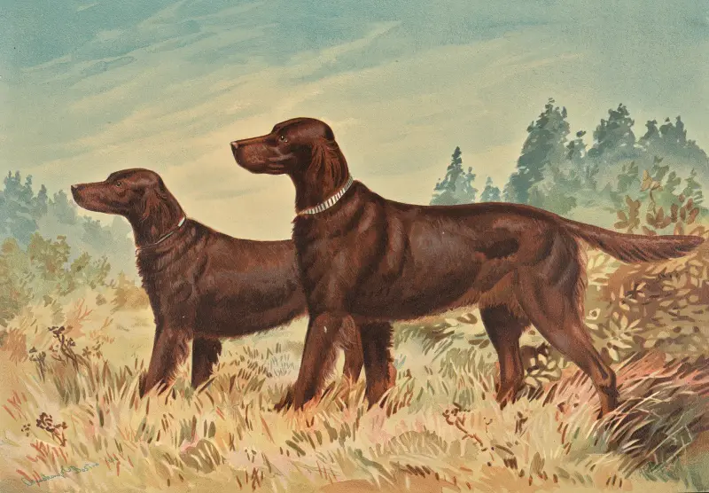 Zwei stehende Flat Coated Retrievers, nach links gewandt von Alexander Pope Jr.