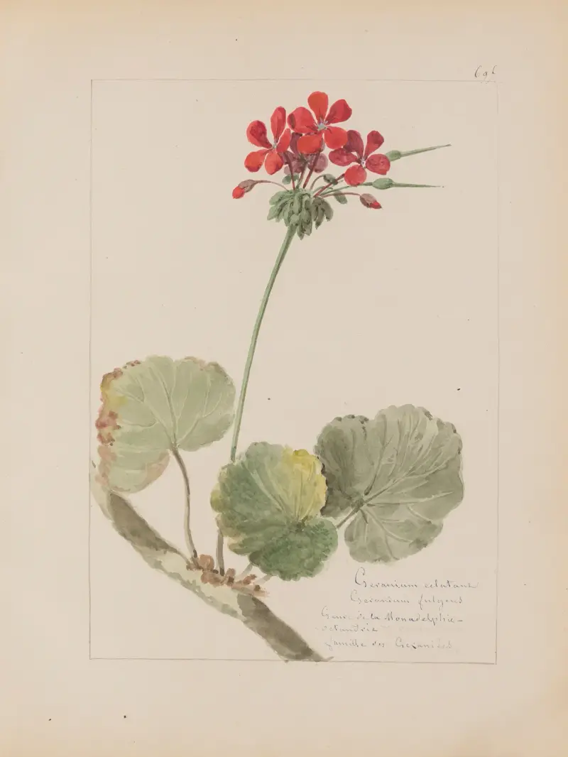 Album de botanique Pl.241 av Constant Amable Prevost-Hersant