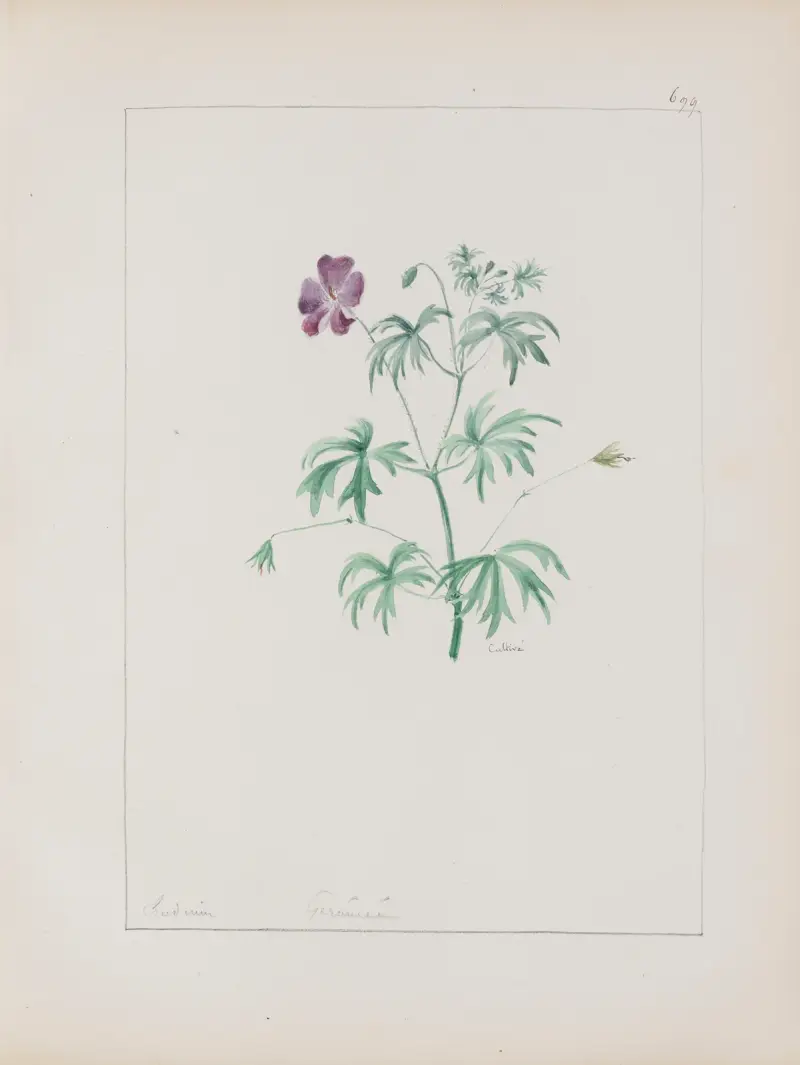 Album de botanique Pl.243 av Constant Amable Prevost-Hersant