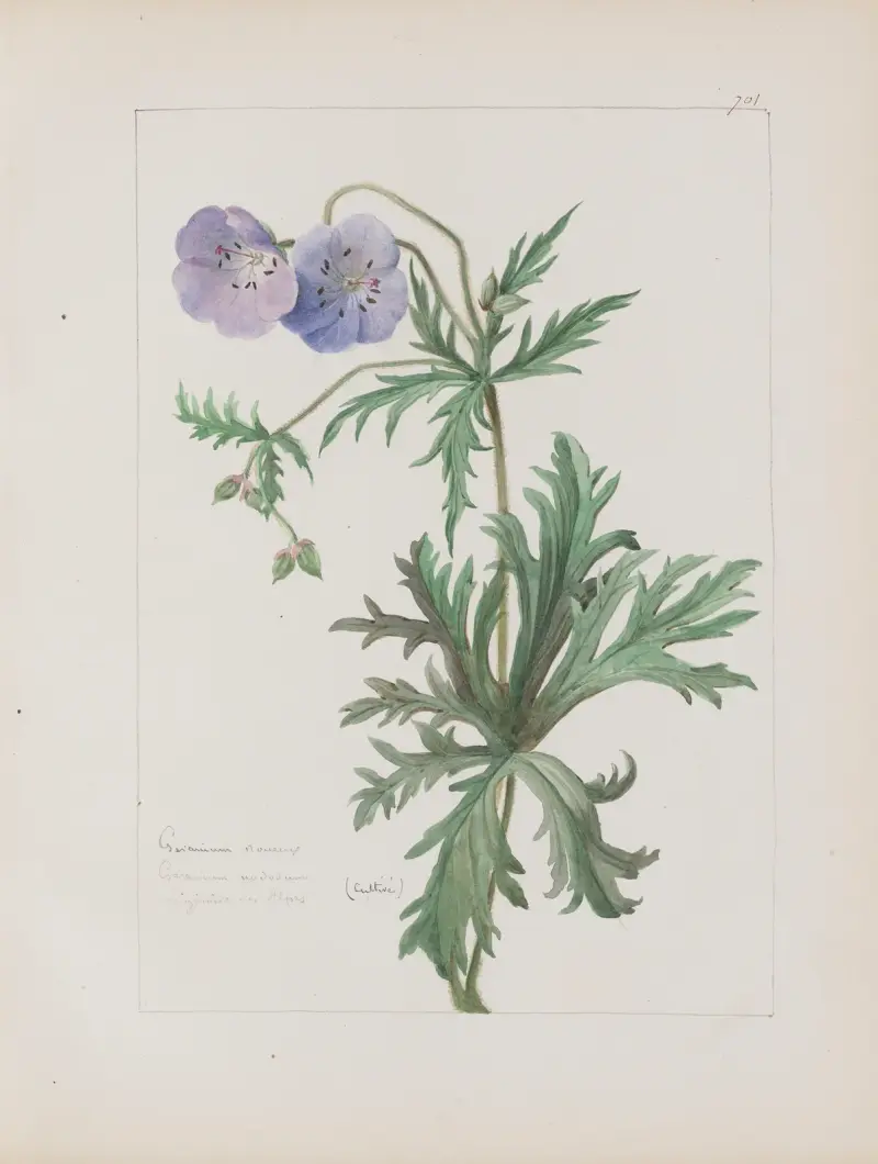 Album de botanique Pl.244 av Constant Amable Prevost-Hersant