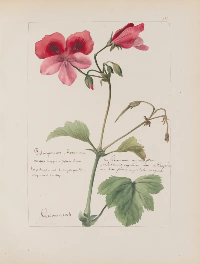 Album de botanique Pl.249, Constant Amable Prevost-Hersant