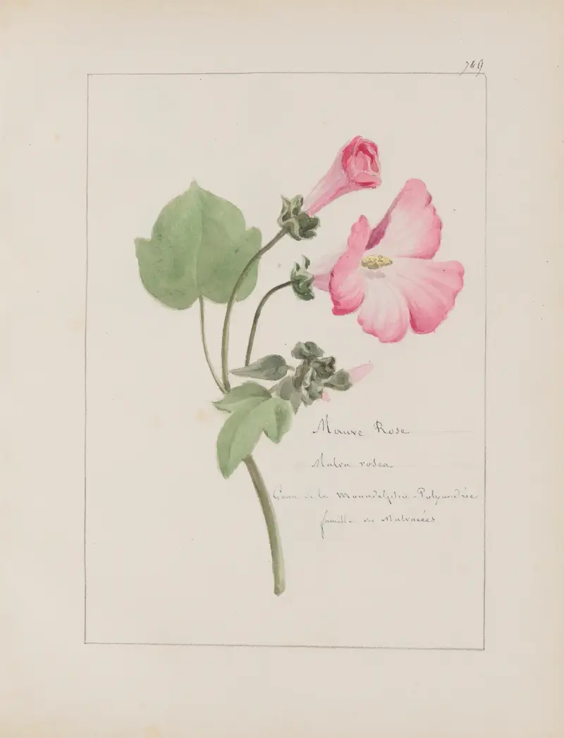 Botanisches Album Taf. 252 von Constant Amable Prevost-Hersant