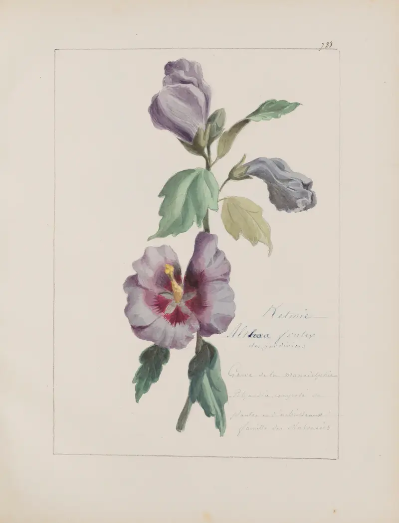 Album de botanique Pl.254 av Constant Amable Prevost-Hersant