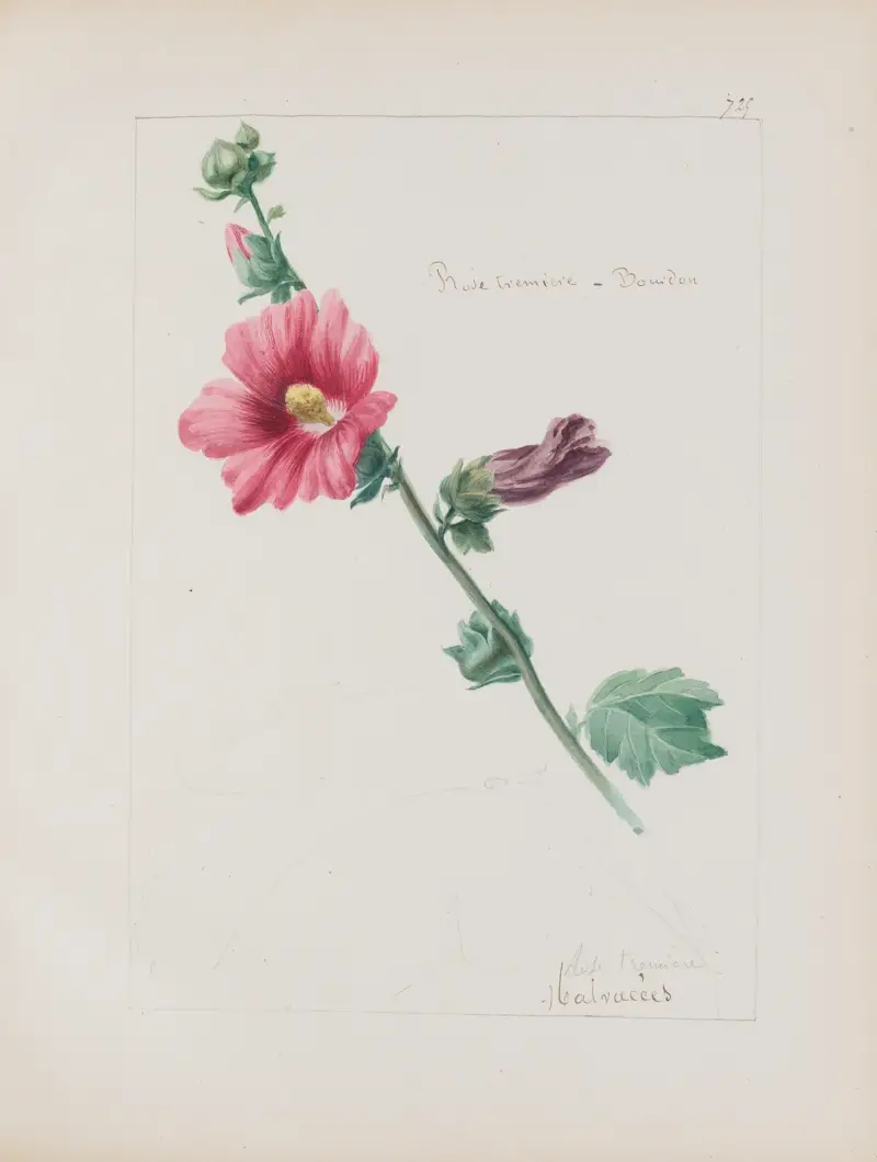 Album de botanique Pl.255 av Constant Amable Prevost-Hersant