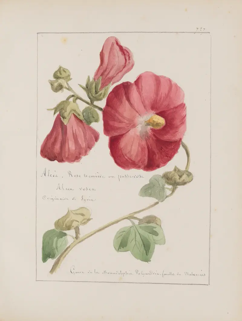 Album de botanique Pl.256 av Constant Amable Prevost-Hersant