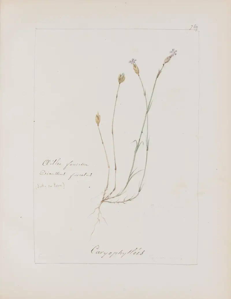 Album botaniczne, tabl. 263, Constant Amable Prevost-Hersant