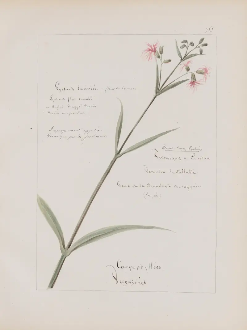 Album de botanique Pl.265 av Constant Amable Prevost-Hersant