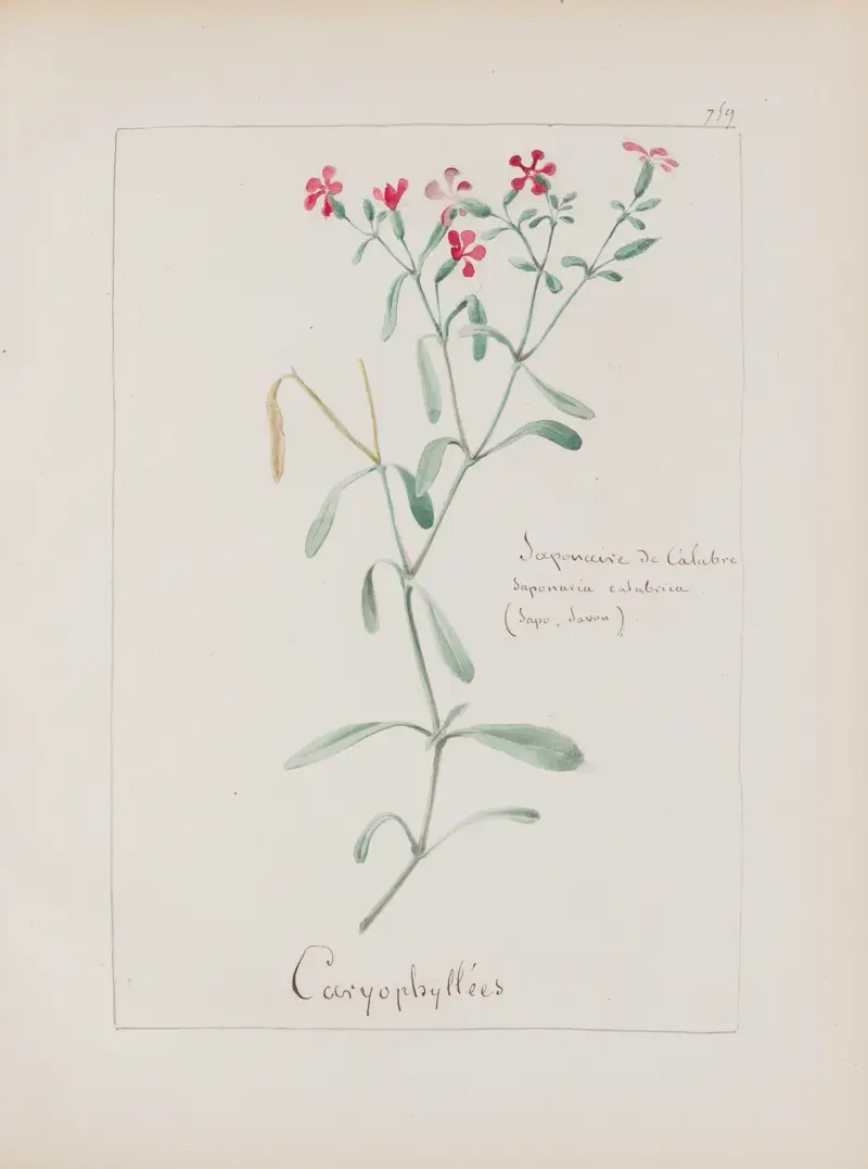 Album de botanique Pl.268 av Constant Amable Prevost-Hersant