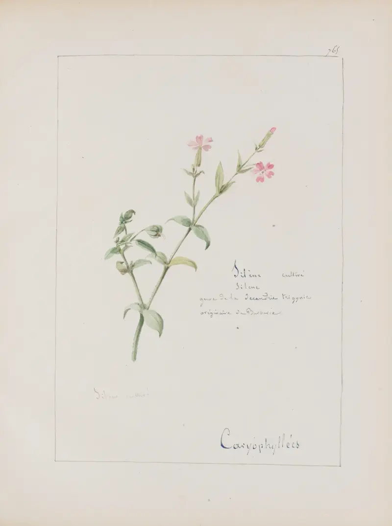 Album de botanique Pl.271 av Constant Amable Prevost-Hersant