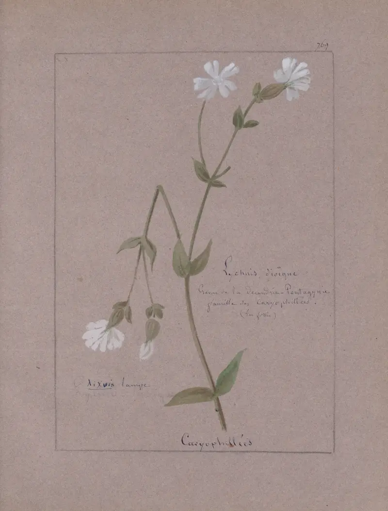 Album de botanique Pl.273 av Constant Amable Prevost-Hersant
