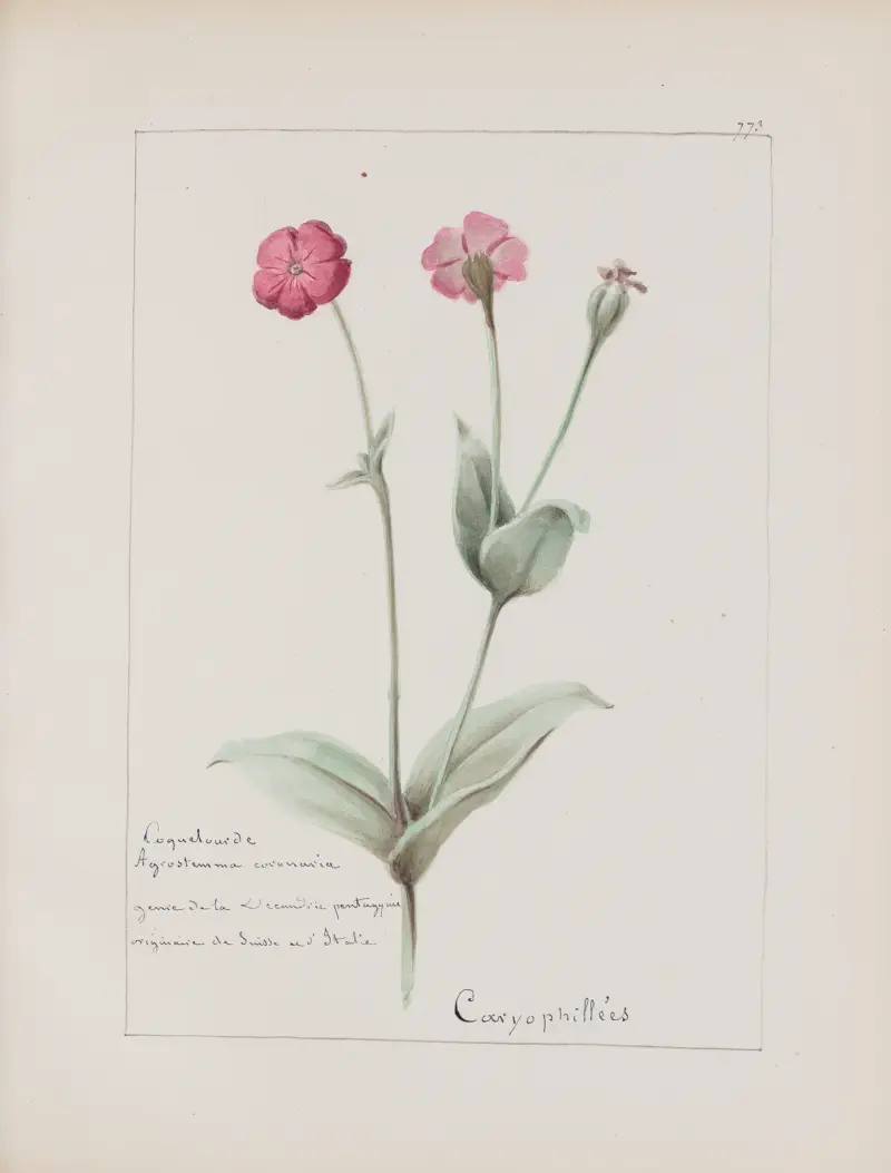 Album de botanique Pl.275 av Constant Amable Prevost-Hersant