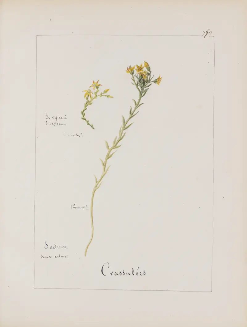 Album de botanique Pl.276 av Constant Amable Prevost-Hersant