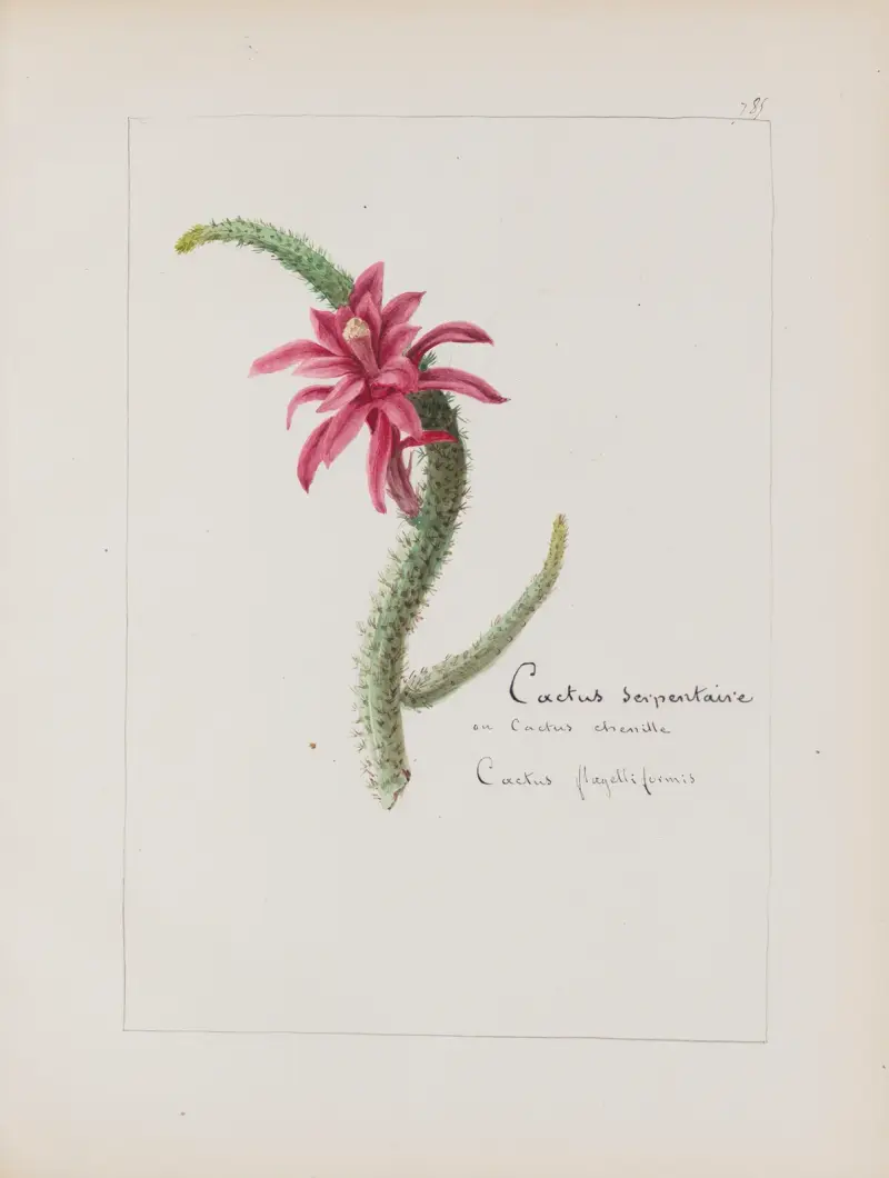 Album de botanique Pl.279 av Constant Amable Prevost-Hersant