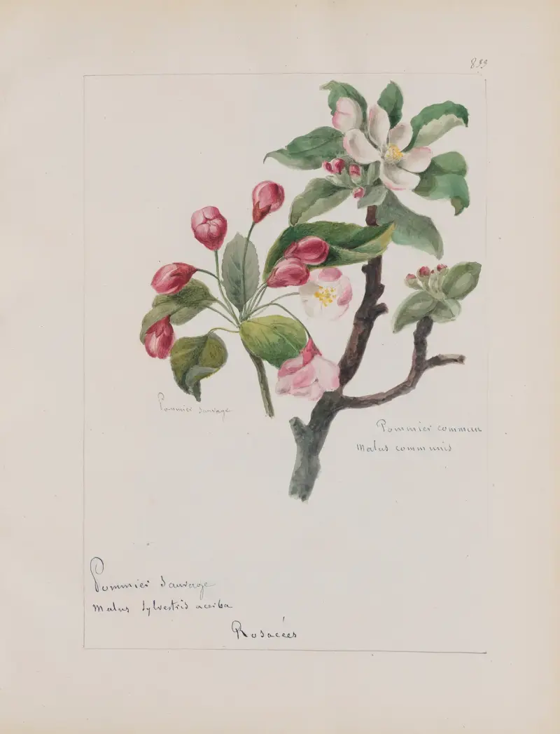 Album de botanique Pl.297 av Constant Amable Prevost-Hersant