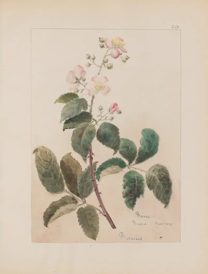 Album de botanique Pl.301 av Constant Amable Prevost-Hersant