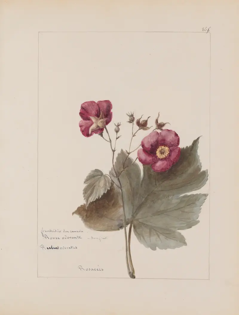 Album de botanique Pl.303 av Constant Amable Prevost-Hersant