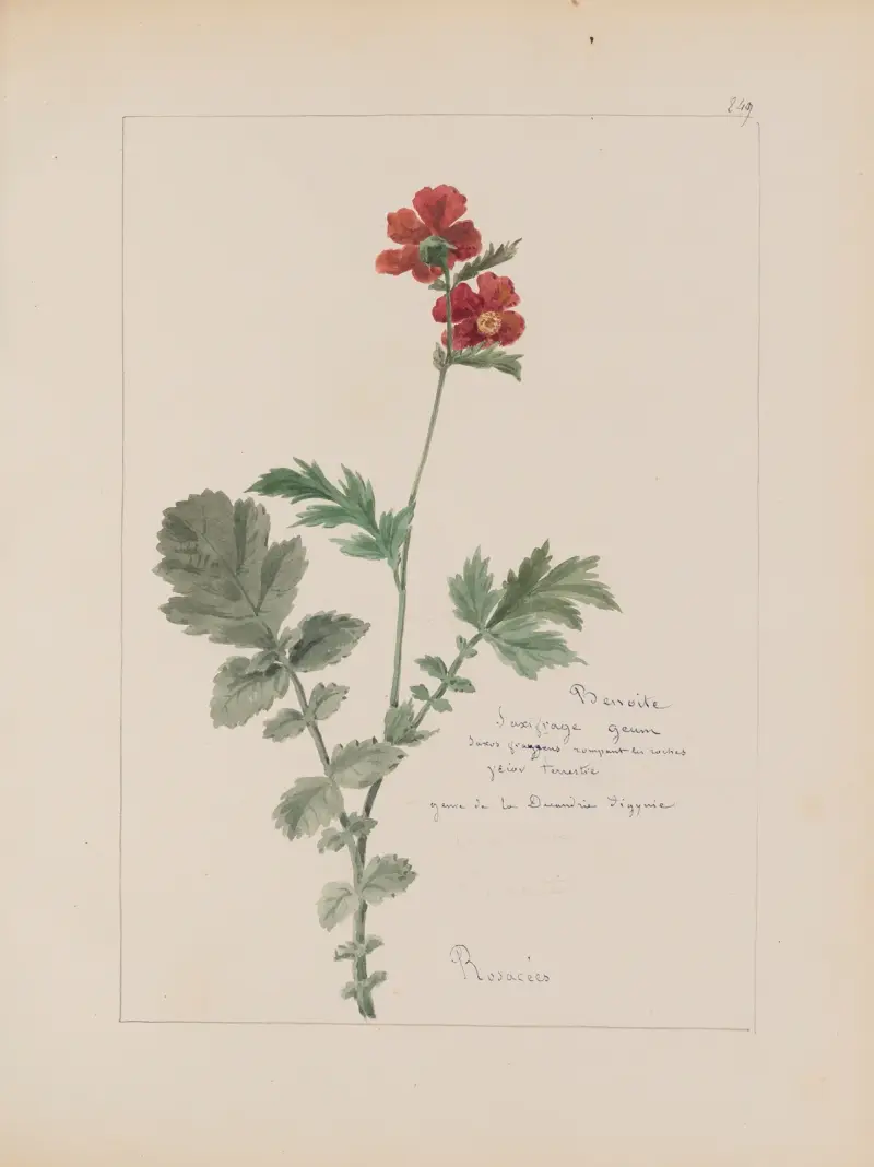 Album de botanique Pl.305 av Constant Amable Prevost-Hersant
