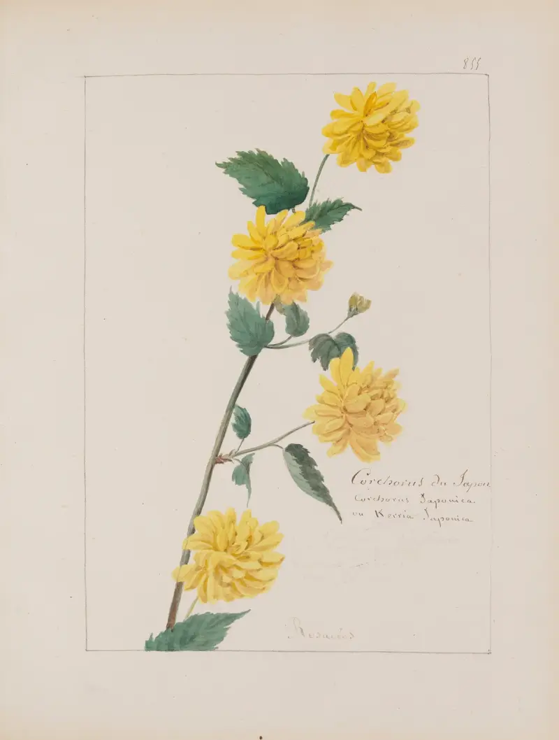 Album botaniczne, pl. 308, Constant Amable Prevost-Hersant