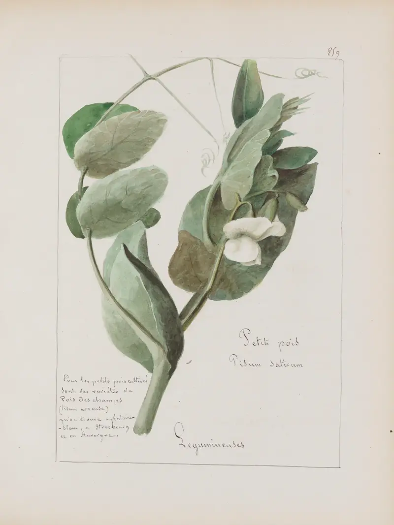 Album de botanique Pl.309 av Constant Amable Prevost-Hersant