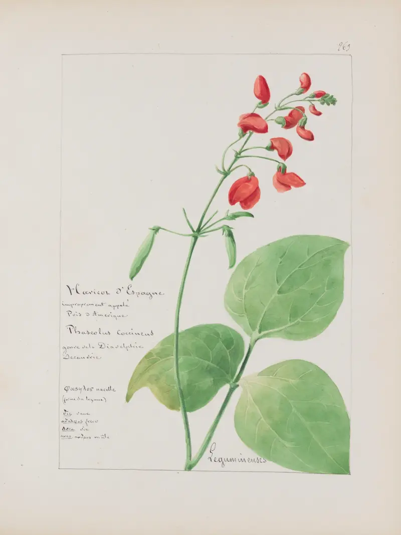 Album de botanique Pl.311 av Constant Amable Prevost-Hersant