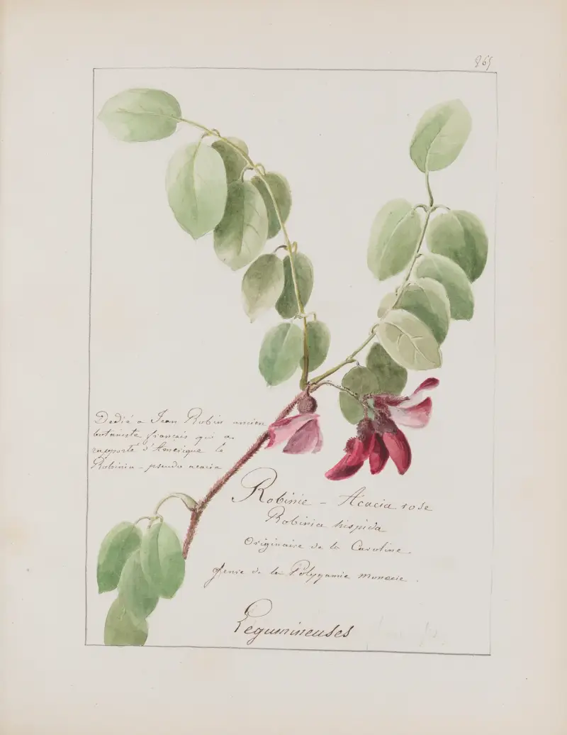 Album de botanique Pl.312 av Constant Amable Prevost-Hersant