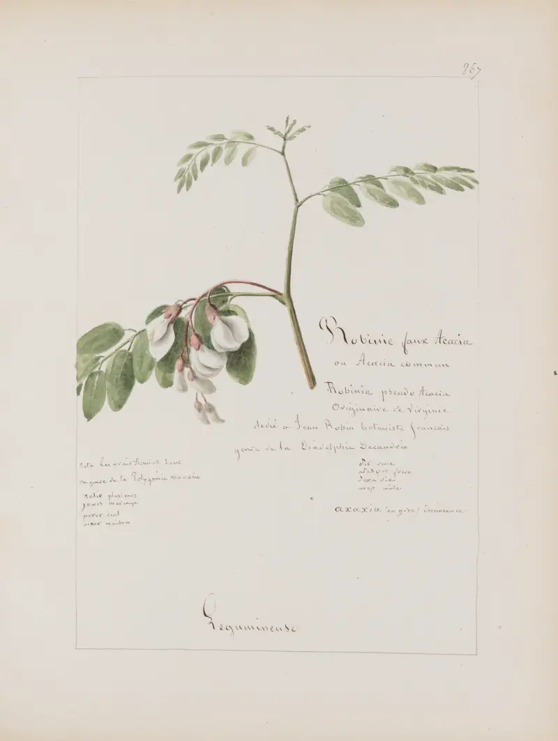 Album de botanique Pl.313 av Constant Amable Prevost-Hersant