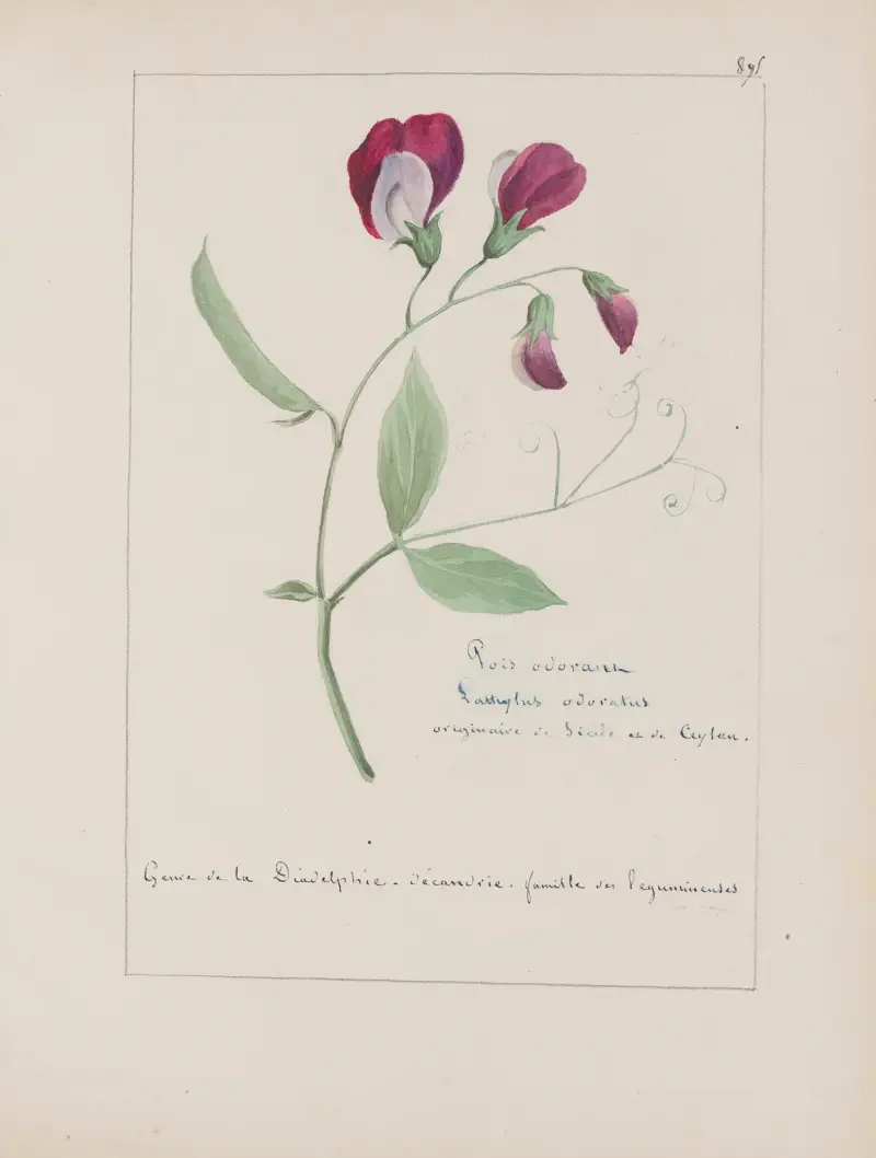 Album de botanique Pl.317 av Constant Amable Prevost-Hersant