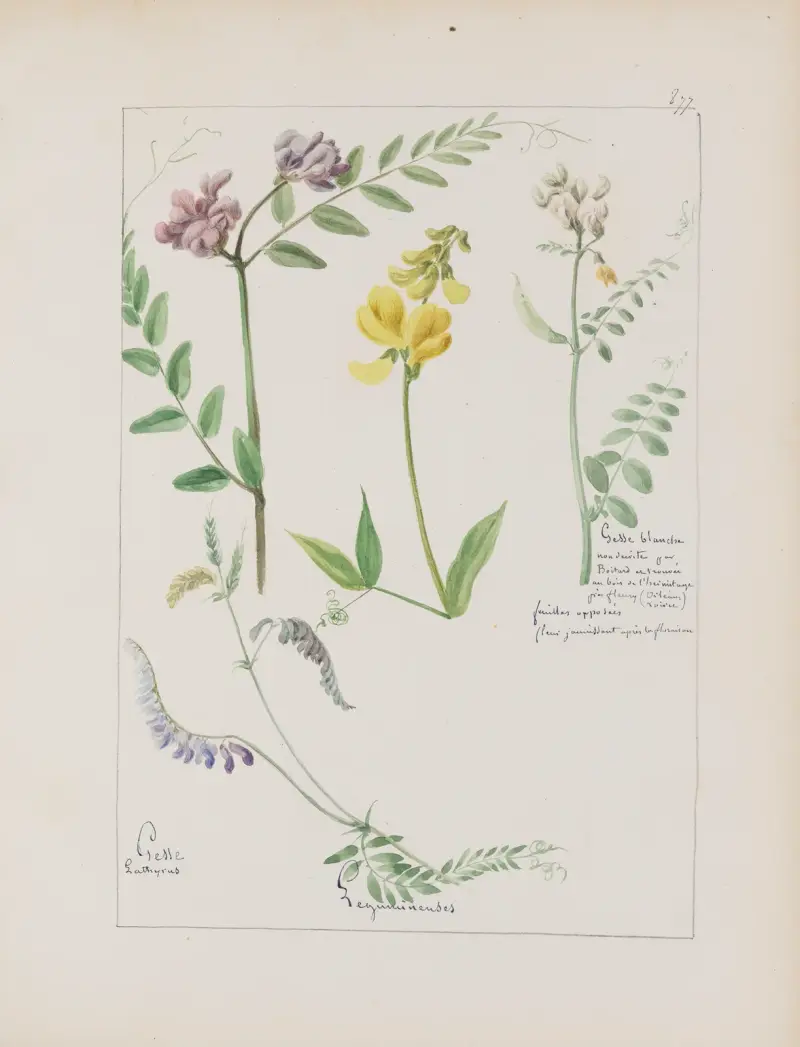 Album de botanique Pl.318 av Constant Amable Prevost-Hersant