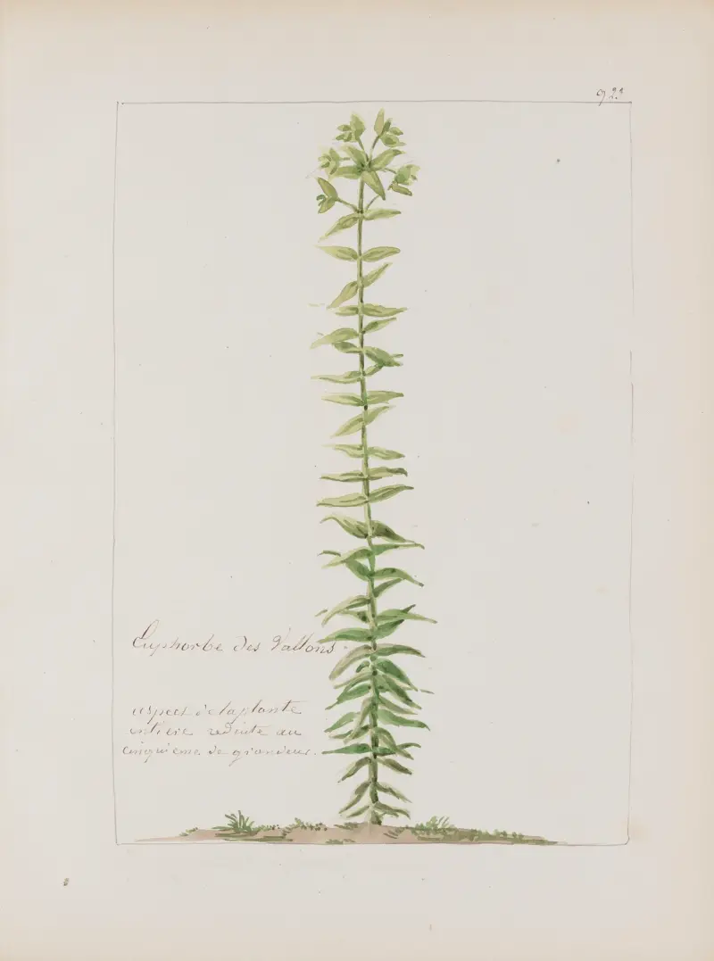 Album de botanique Pl.336 av Constant Amable Prevost-Hersant