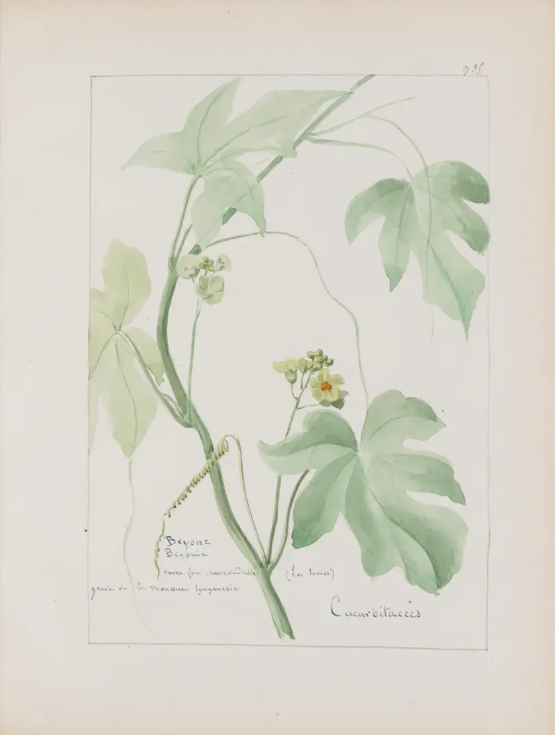 Album de botanique Pl.341 av Constant Amable Prevost-Hersant