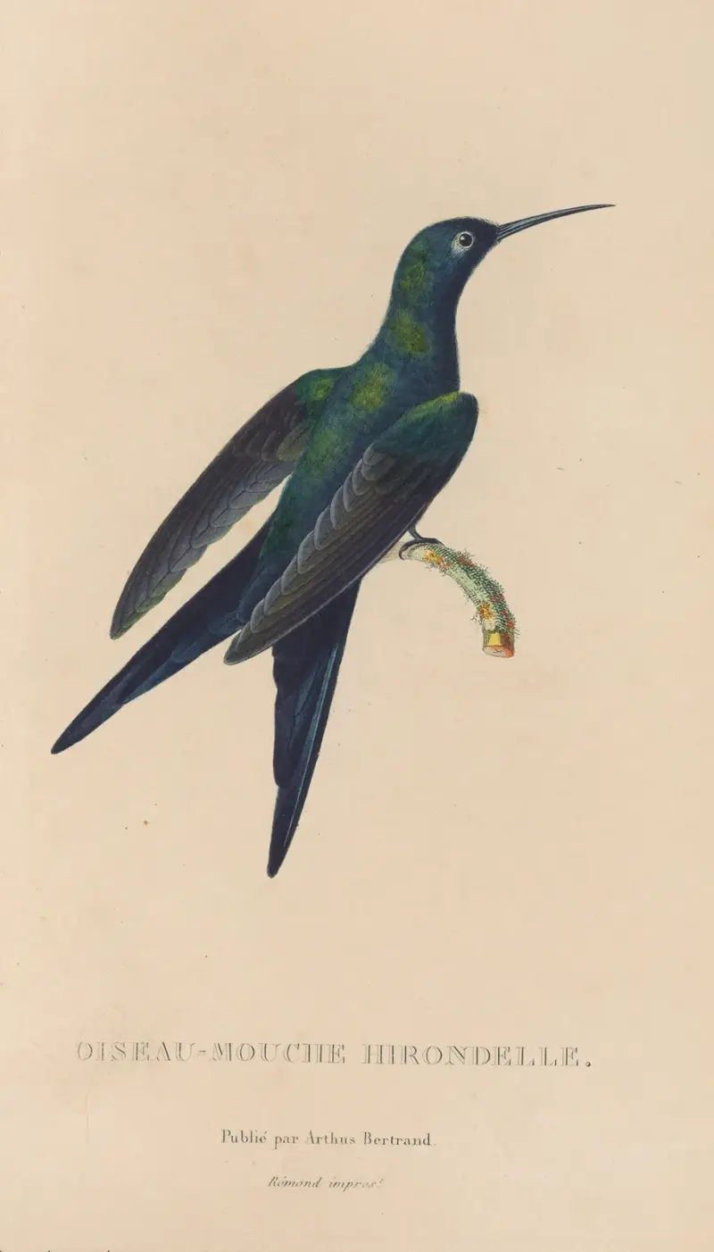 Histoire naturelle des oiseaux-mouches Pl.25 av René-Primevère Lesson