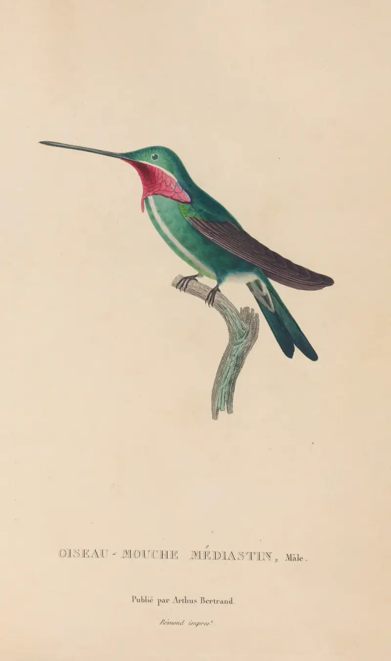 Histoire naturelle des oiseaux-mouches Pl.29 av René-Primevère Lesson