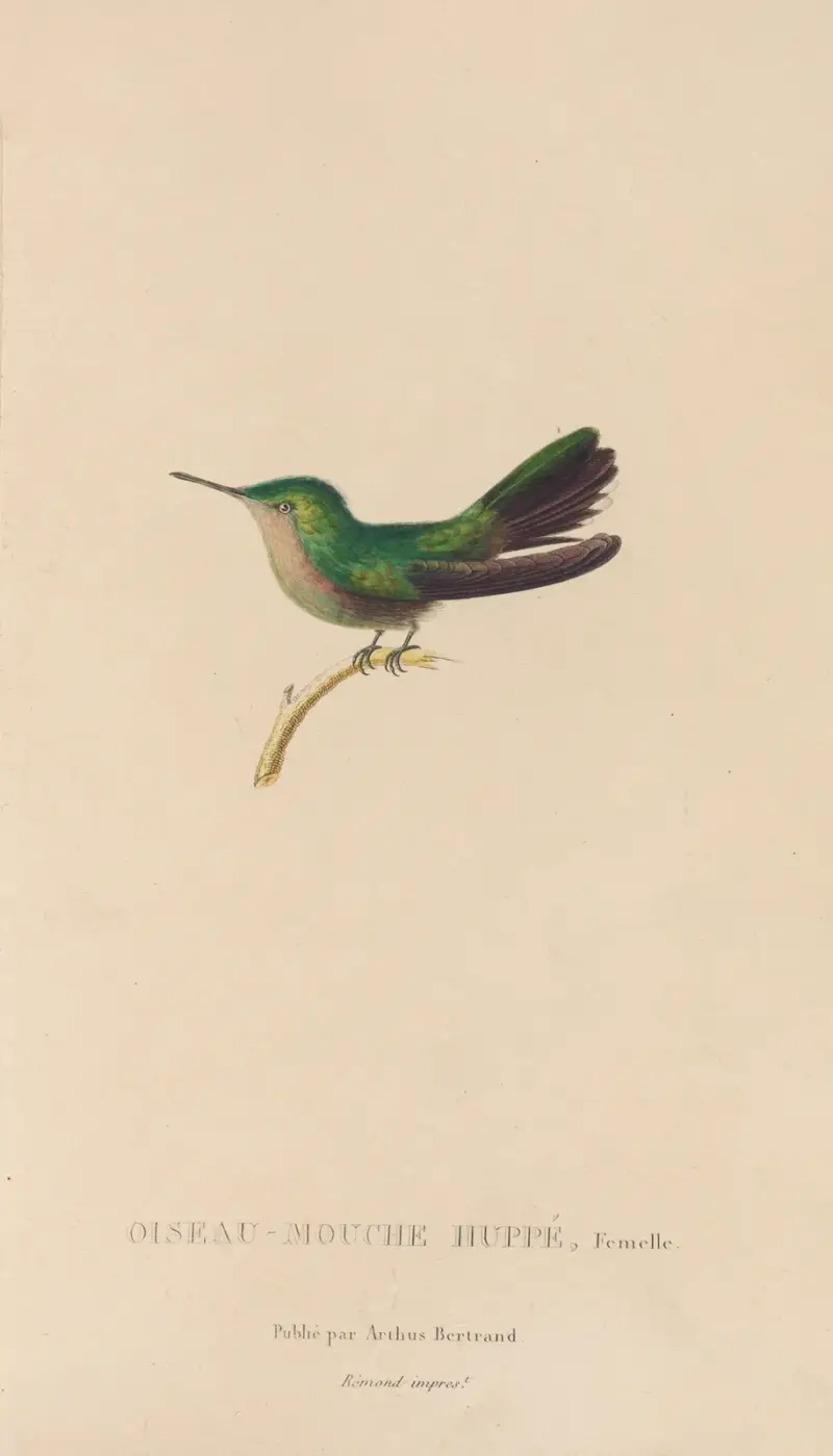Histoire naturelle des oiseaux-mouches Pl.32 av René-Primevère Lesson