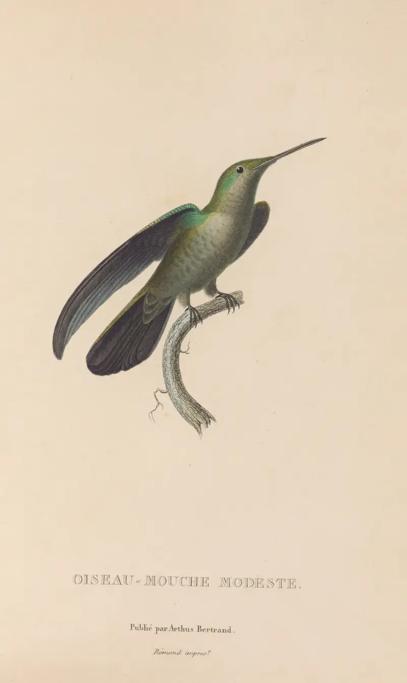 Histoire naturelle des oiseaux-mouches Pl.33 av René-Primevère Lesson