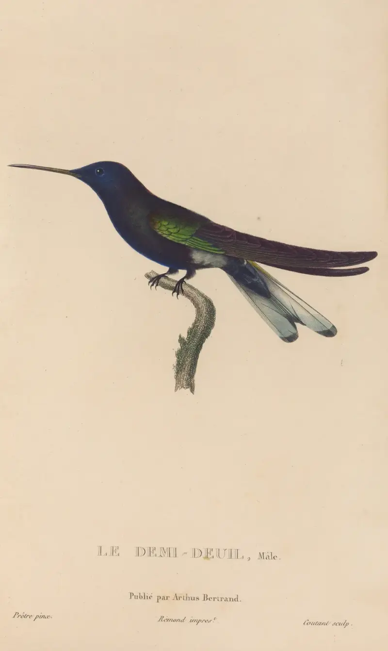 Histoire naturelle des oiseaux-mouches Pl.38 av René-Primevère Lesson
