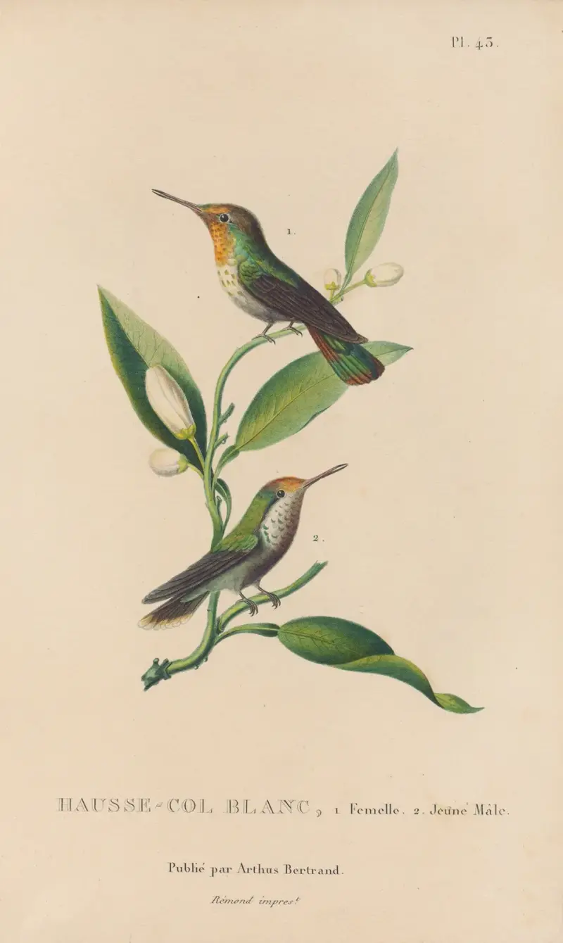 Histoire naturelle des oiseaux-mouches Pl.43 av René-Primevère Lesson