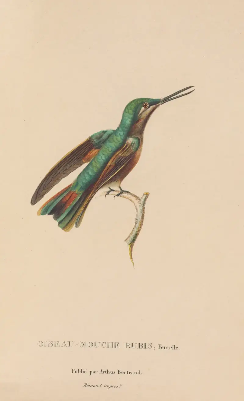 Histoire naturelle des oiseaux-mouches Pl.45 av René-Primevère Lesson