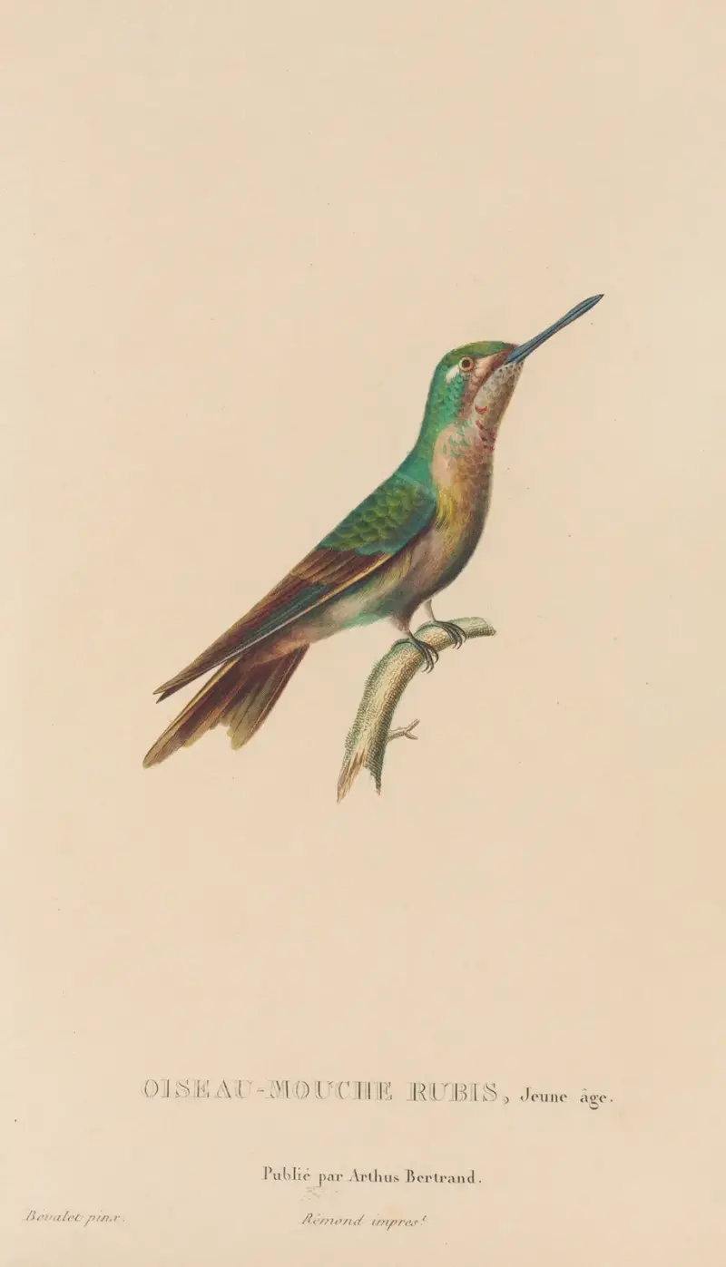 Histoire naturelle des oiseaux-mouches Pl.46 av René-Primevère Lesson