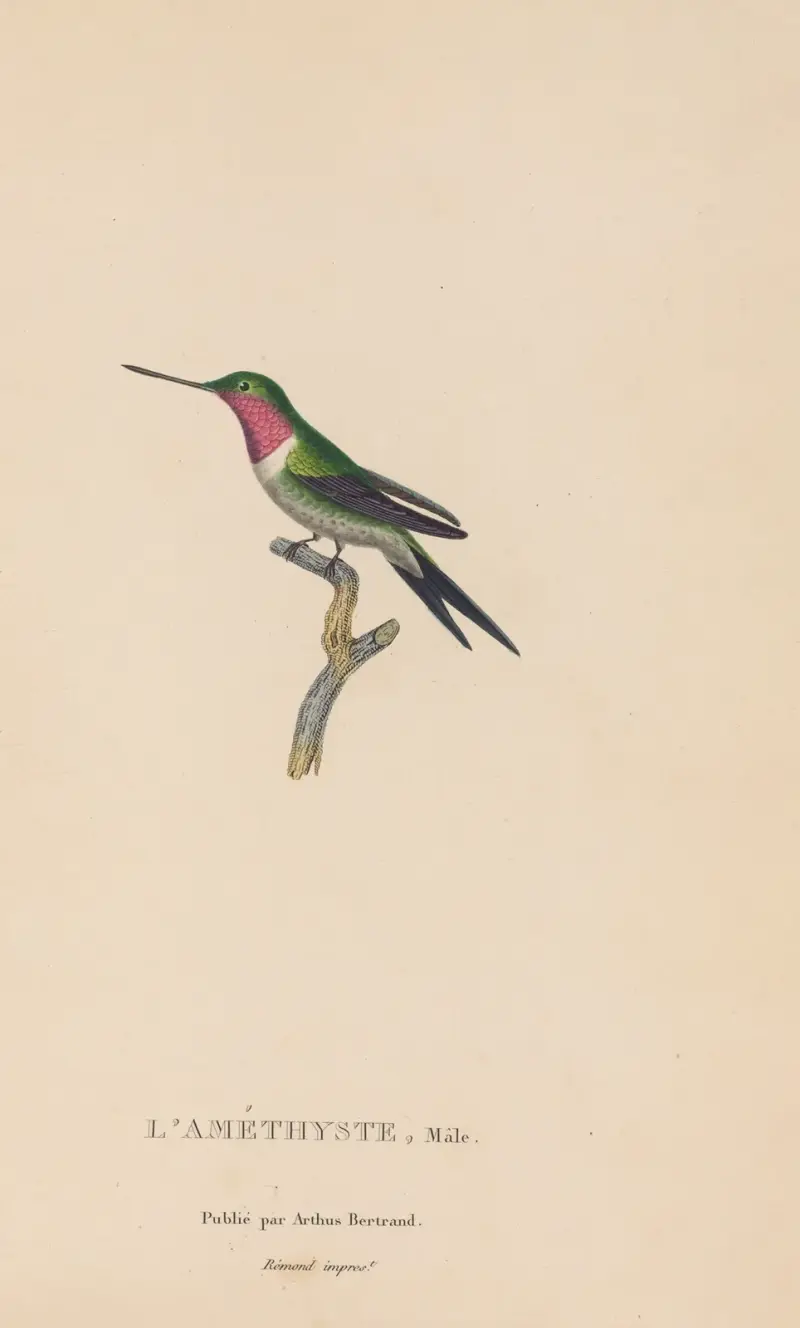 Histoire naturelle des oiseaux-mouches Pl.47 av René-Primevère Lesson
