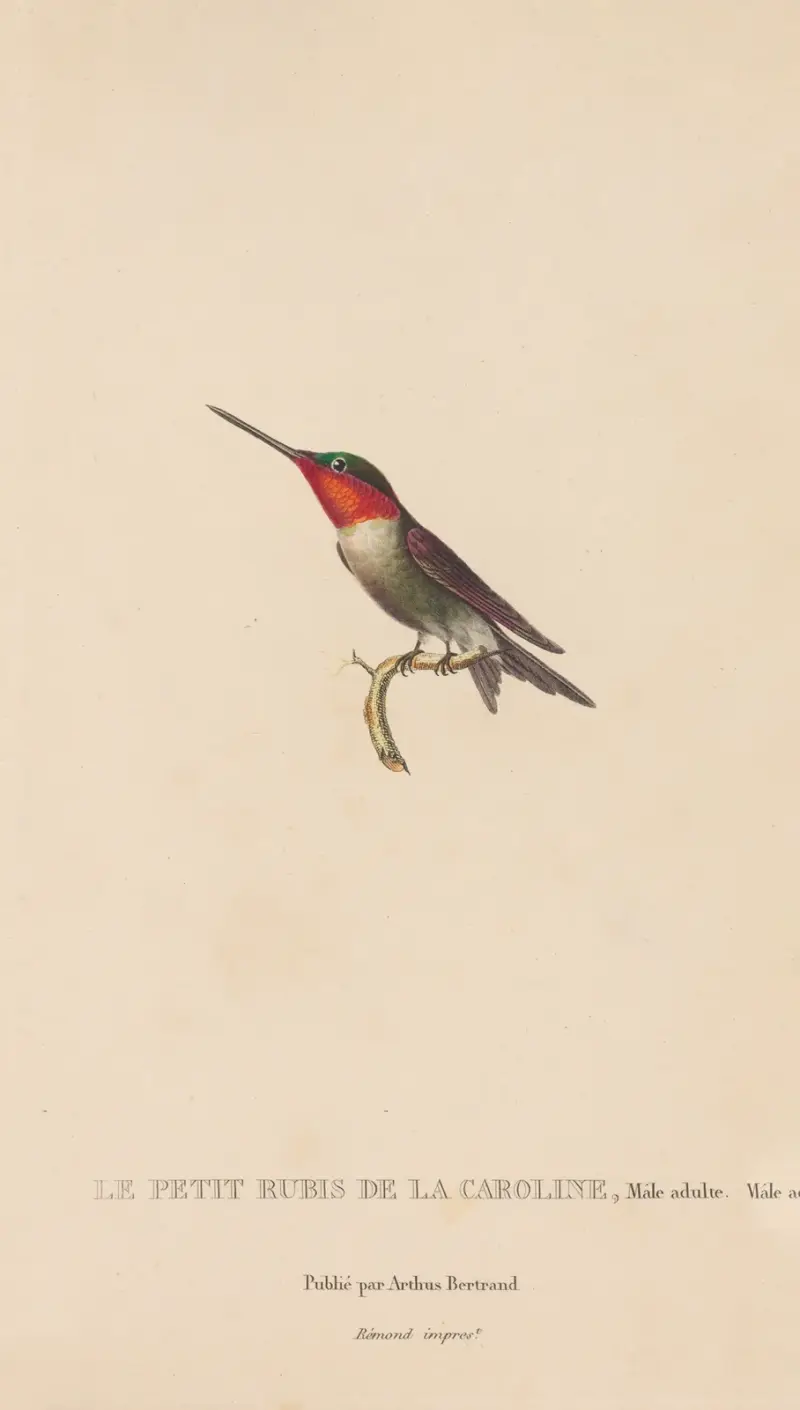 Histoire naturelle des oiseaux-mouches Pl.48 av René-Primevère Lesson