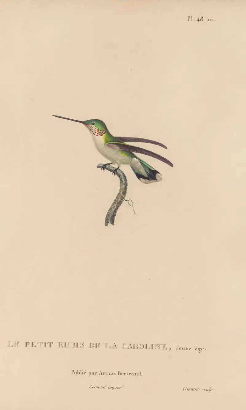 Histoire naturelle des oiseaux-mouches Pl.49 av René-Primevère Lesson
