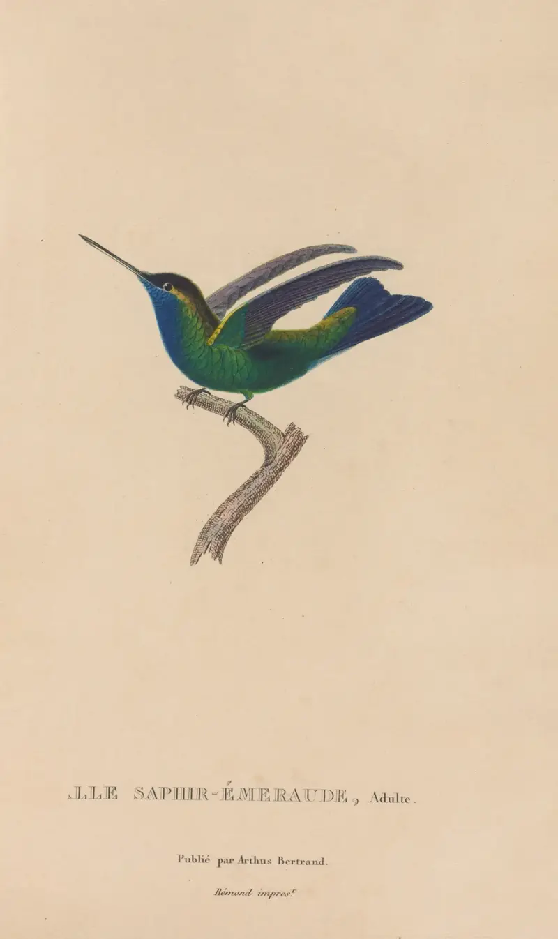Histoire naturelle des oiseaux-mouches Pl.50 av René-Primevère Lesson